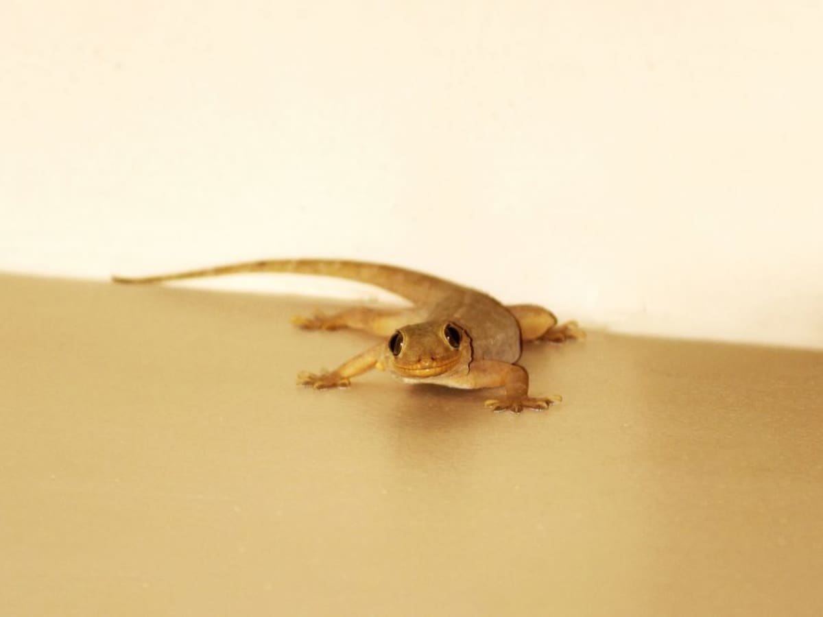 Lizard Control